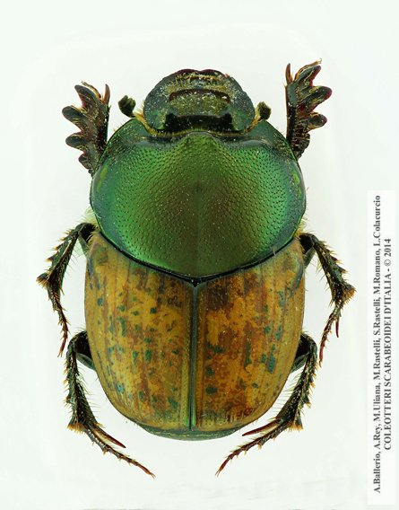 Onthophagus vacca, femmina